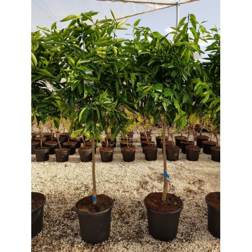 Mandarino 1/2 copa 15 lt